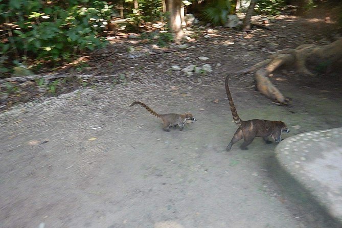 Cobá Ruins Tour (Private, Half Day) - Why Cobá feels different from other Maya sites