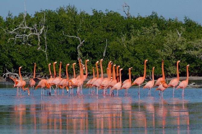 Coloradas Pink Lagoon Adventure from Playa del Carmen and Riviera Maya - The Rio Lagartos boat ride changes the pace