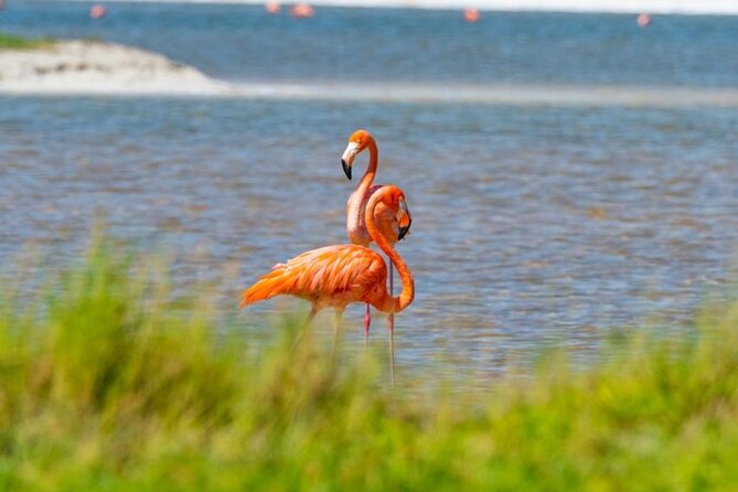 Coloradas Pink Lagoon Adventure from Playa del Carmen and Riviera Maya - Who will enjoy this day most