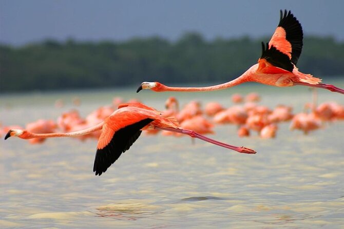 Coloradas Pink Lagoon Adventure from Playa del Carmen and Riviera Maya - Should you book the Las Coloradas and Rio Lagartos tour?