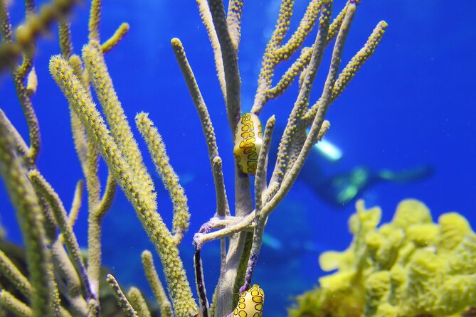 Cozumel Dive Package - Certified Divers from the Riviera Maya (4 dives) - Four sessions across two very different reef areas