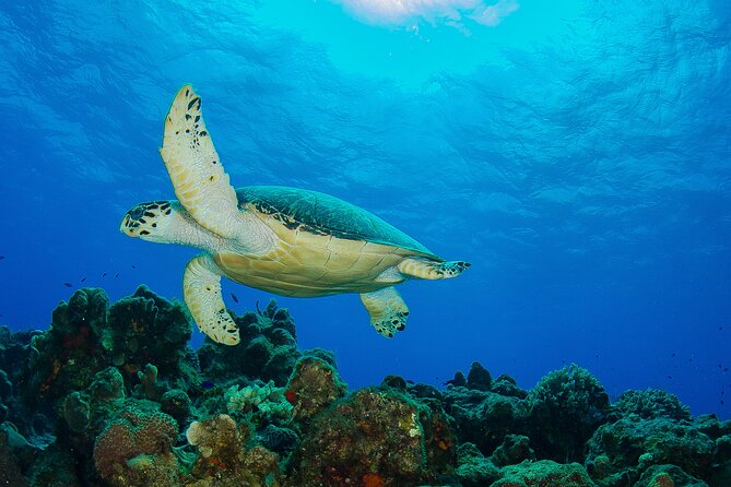 Cozumel Dive Package - Certified Divers from the Riviera Maya (4 dives) - Safety, weather, and the hard question of cancellation