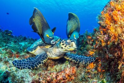 Cozumel Dive Package – Certified Divers from the Riviera Maya (4 dives)