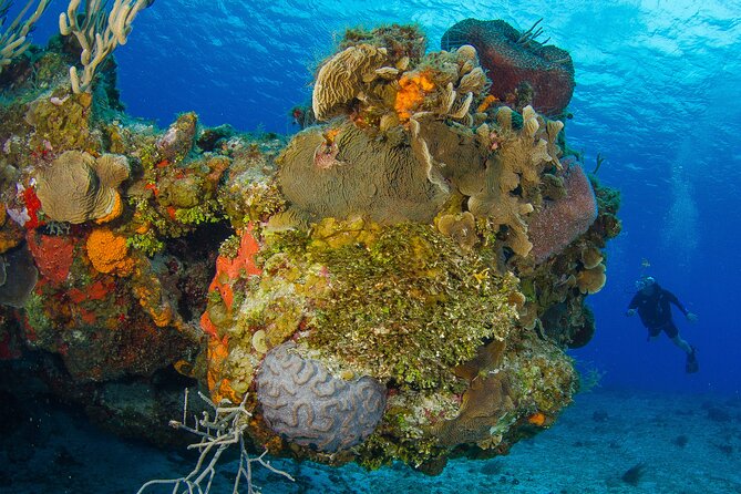 Cozumel Dive Package - Certified Divers from the Riviera Maya (4 dives) - Transport, meeting point, and the early start