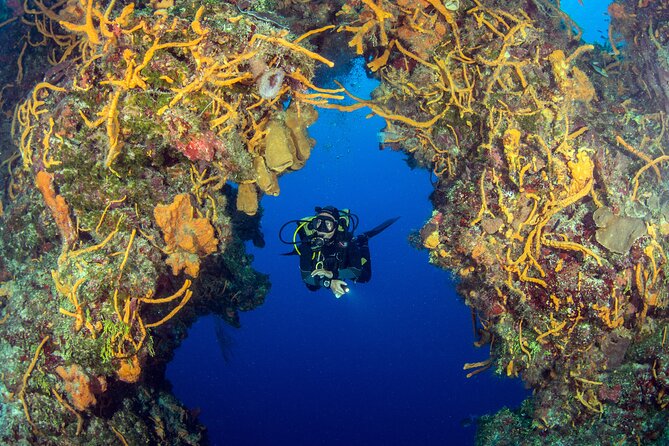 Cozumel Dive Package - Certified Divers from the Riviera Maya (4 dives) - Equipment, photos, food, and other added costs