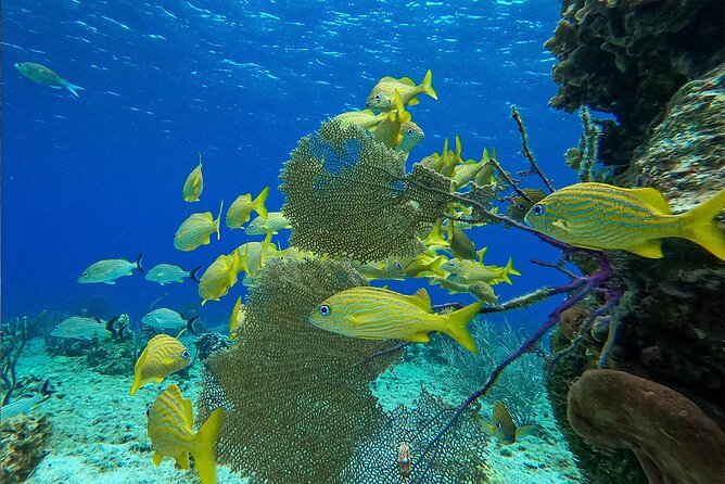Cozumel Private Yacht and Snorkel with Lunch and Open Bar Onboard - How the price works for different group sizes