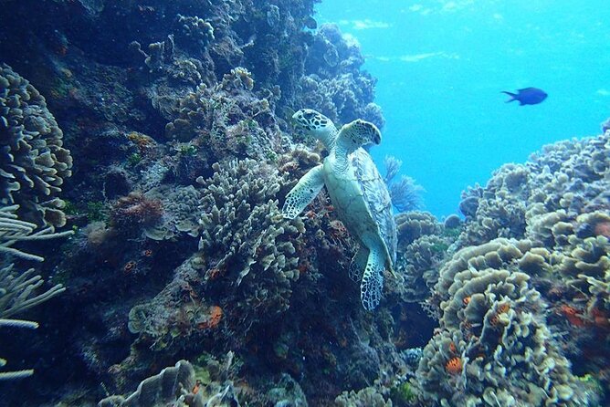 Cozumel Snorkel at El Cielo & 2 Reefs! Transportation from Tulum - Palancar and Columbia bring the reef life