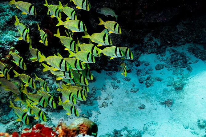 Cozumel Snorkeling Tour from Playa del Carmen - Key points to know before booking