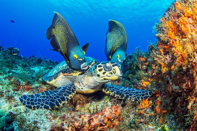 Cozumel Snorkeling Tour from Playa del Carmen - From Playa del Carmen to Cozumel by ferry