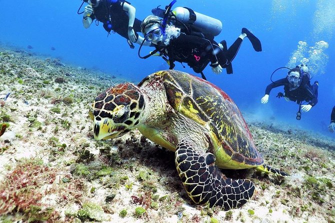Discover Scuba Diving Course in Playa del Carmen with Two Coral Reef Dives - What you are likely to see beneath the surface