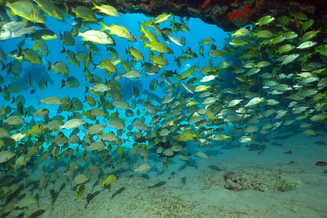 Discover Scuba Diving Course in Playa del Carmen with Two Coral Reef Dives - What this course does not provide