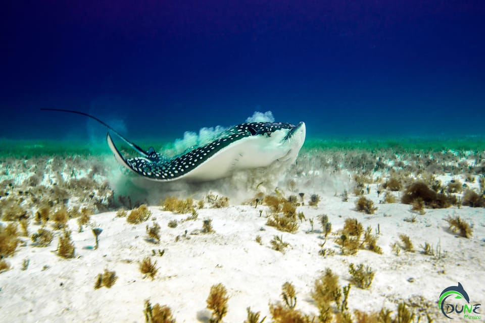 Discover Scuba Diving in Playa del Carmen - 2 dives - What you may see below the surface