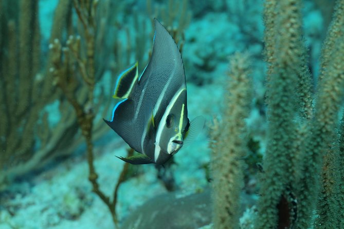 Discover Scuba Diving PADI in Playa del Carmen including underwater video - Two ocean sessions and what you may see