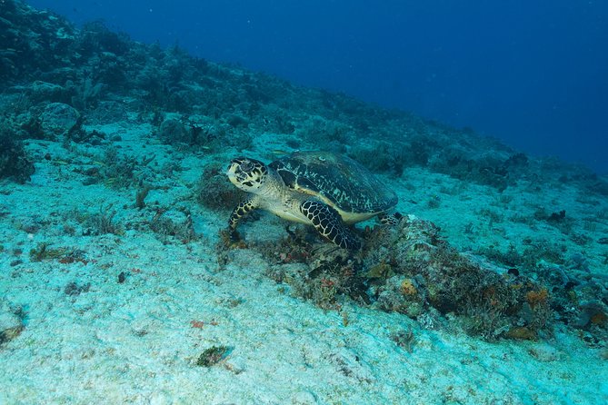 Discover Scuba Diving PADI in Playa del Carmen including underwater video - The underwater video is more than a small extra