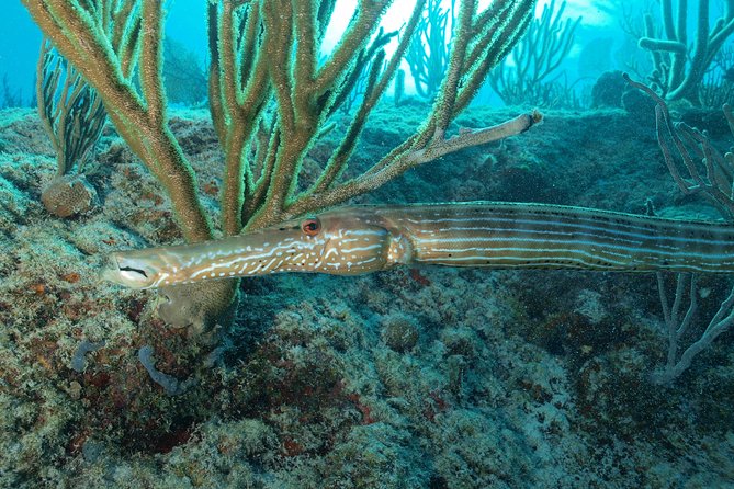 Discover Scuba Diving PADI in Playa del Carmen including underwater video - Is $200 a fair price?