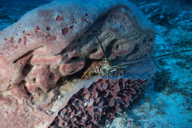 Discover Scuba Diving PADI in Playa del Carmen including underwater video - Health rules, age, and flight planning