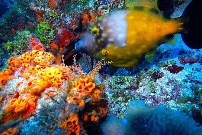 Discover Scuba Diving PADI in Playa del Carmen including underwater video - Who will get the most from this course?