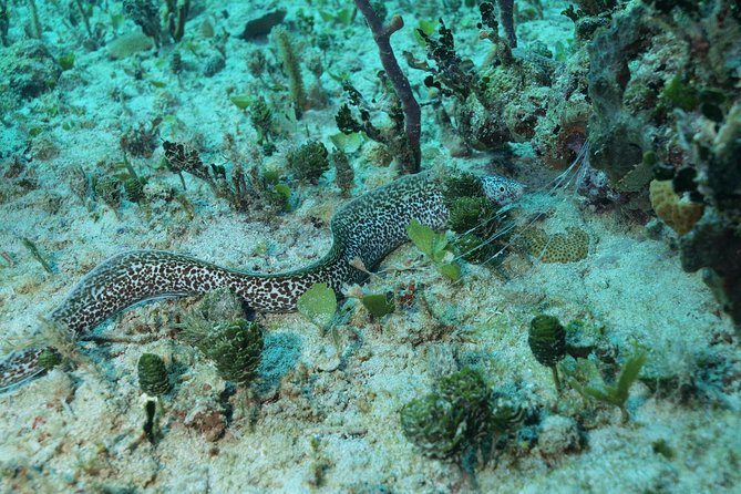 Discover Scuba Diving PADI in Playa del Carmen including underwater video - Starting the morning with pickup and preparation