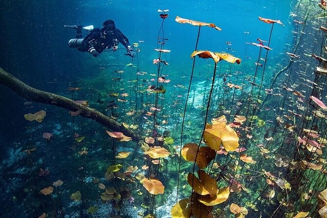 Dive into Tulum: Tour 3 Cenotes, from Riviera Maya - Pickup from Playa del Carmen, Riviera Maya, and Tulum