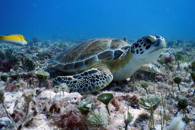 Diving in Cancun Underwater Museum of Art - Starting in Playa del Carmen at 8:00 am