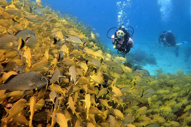 Diving in Cancun Underwater Museum of Art - Second underwater session: the reef