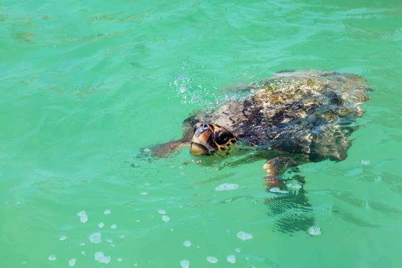 Exclusive Full Day Nature Expedition in Sian Ka'an - The practical value of $224 plus the reserve fee