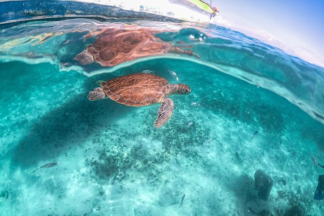 Exotik half a day tour: Cenote Cave and Swimming with Sea Turtles - Who gets the best value from this tour