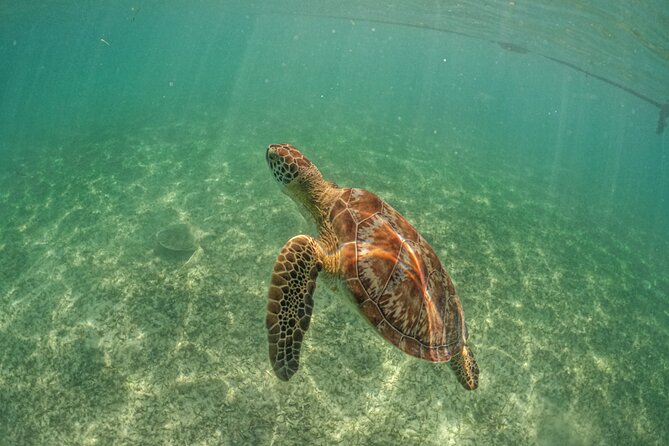 Exotik half a day tour: Cenote Cave and Swimming with Sea Turtles - Booking, cancellation, and extra costs