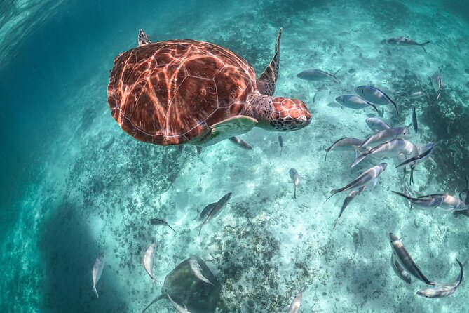 Exotik half a day tour: Cenote Cave and Swimming with Sea Turtles - Should you book the Cenote Nohoch and Akumal tour?