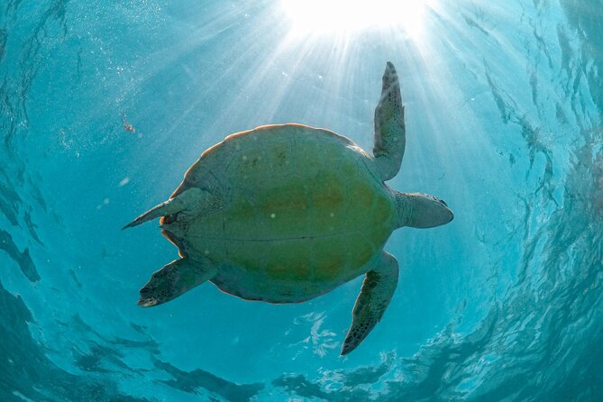 Exotik half a day tour: Cenote Cave and Swimming with Sea Turtles - Entering Cenote Nohoch’s limestone caves