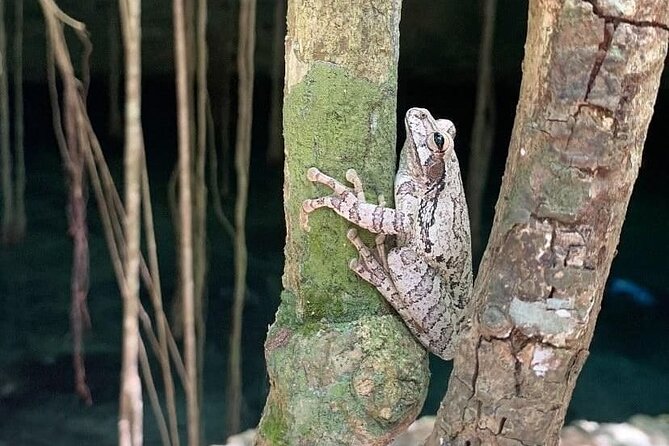 Five Cenotes Jungle Experience in the Riviera Maya - A small group makes a real difference