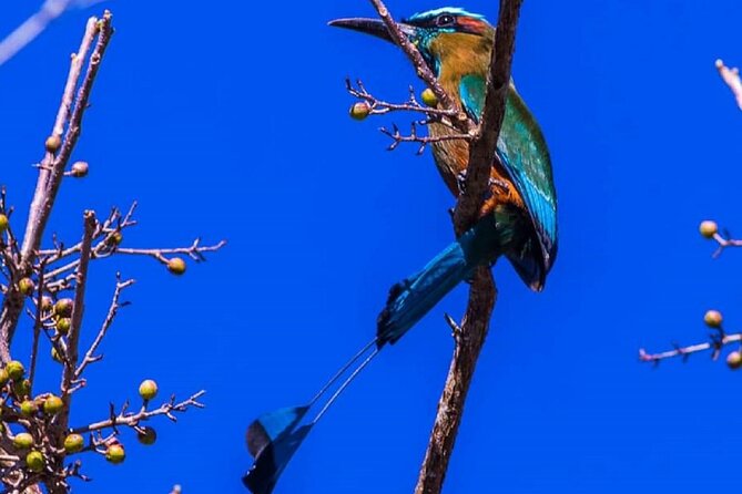 Five Cenotes Jungle Experience in the Riviera Maya - Who will enjoy this most