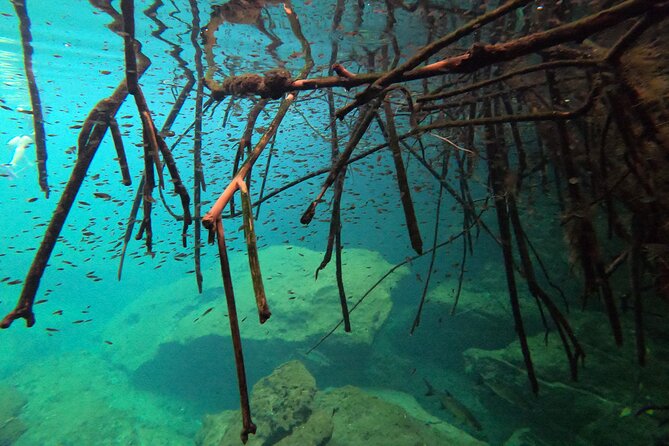 Freediving Intro for Beginners in a Cenote in Tulum Mexico - Building confidence in the first part of the session