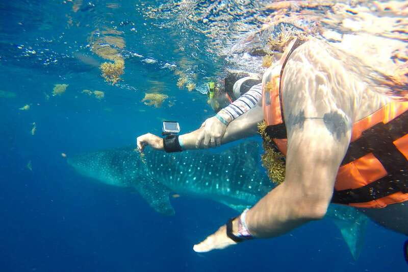 From Playa del Carmen: Whale Shark Tour - Key points to know before you book