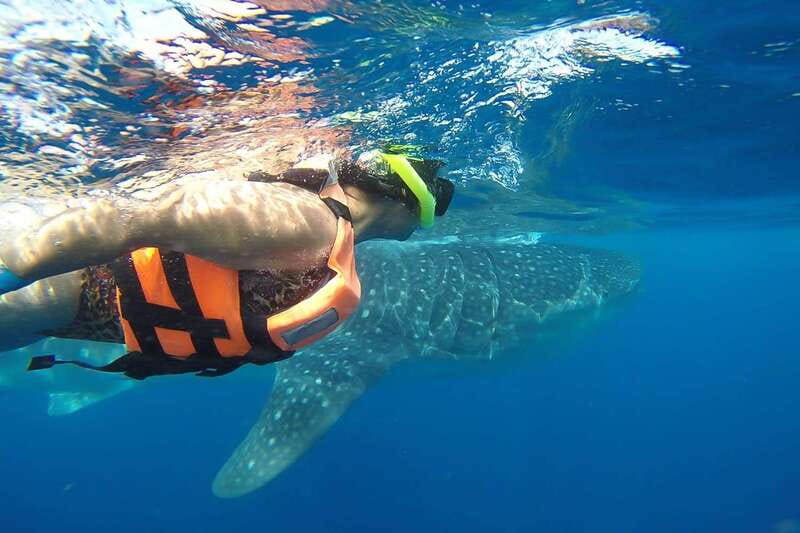 From Playa del Carmen: Whale Shark Tour - The whale sharks are the reason to make the trip