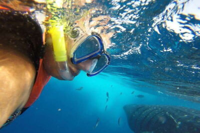 Whale Shark Tour