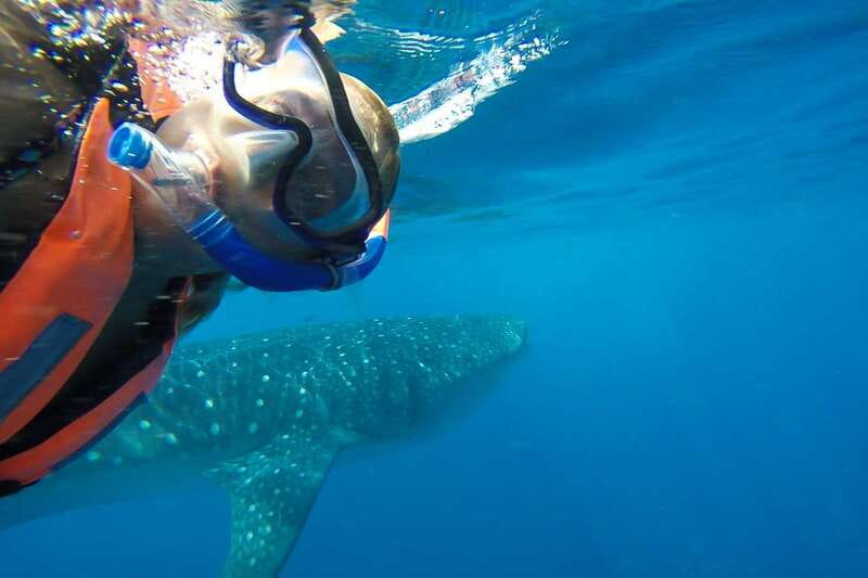 From Playa del Carmen: Whale Shark Tour - Lunch and an hour at Playa Norte