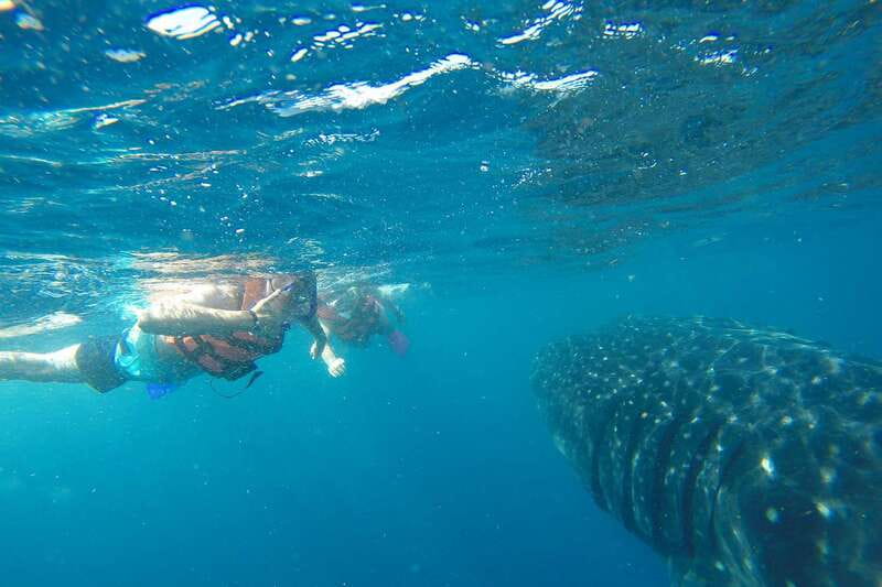 From Playa del Carmen: Whale Shark Tour - Practical tips for a better day