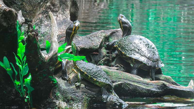 From Riviera Maya: 3 Cenotes Adventure Tour with Lunch - Casa Cenote before the crowds