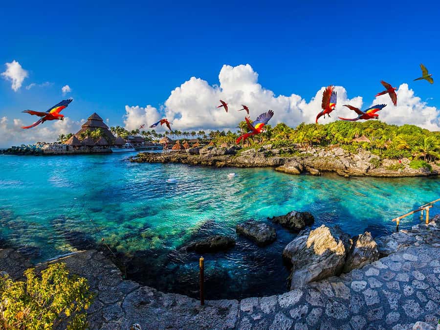 From Riviera Maya: Complete Combo to Xcaret Park! - Key points to know before booking