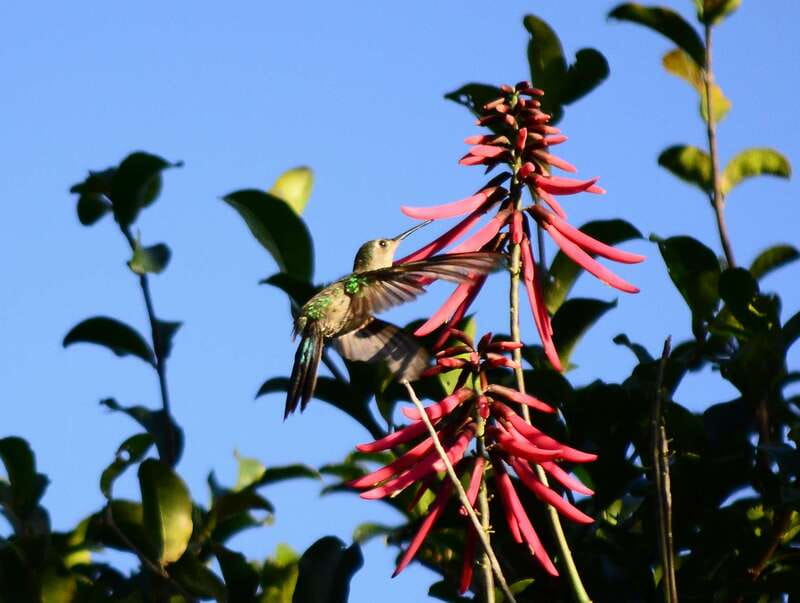 From Riviera Maya : Sian Ka'an Muyil Birdwatching with Guide - Key points at a glance