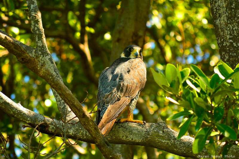 From Riviera Maya : Sian Ka'an Muyil Birdwatching with Guide - Why Muyil works so well for birdwatching