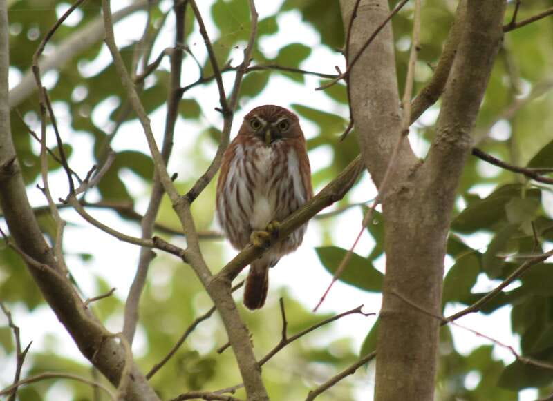 From Riviera Maya : Sian Ka'an Muyil Birdwatching with Guide - The boardwalk to the freshwater lagoon