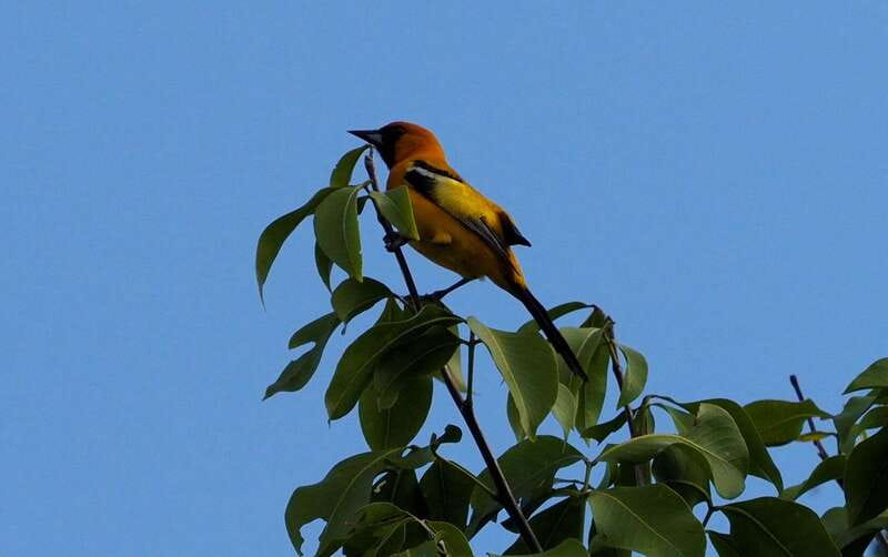 From Riviera Maya : Sian Ka'an Muyil Birdwatching with Guide - What the bird count really means