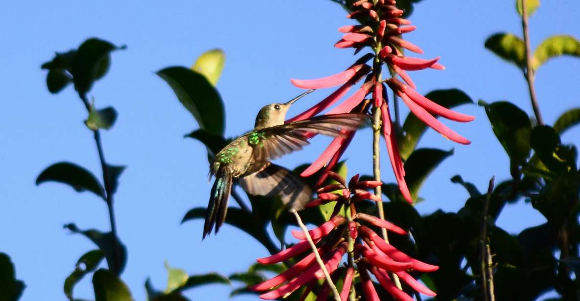 From Riviera Maya : Sian Ka'an Muyil Birdwatching with Guide - Price, transport, and group size