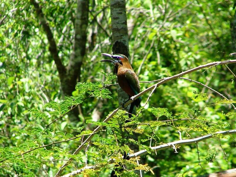 From Riviera Maya : Sian Ka'an Muyil Birdwatching with Guide - Starting at 7:00 AM in the Maya community
