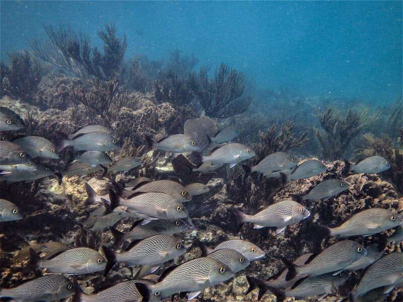 From Riviera Maya: Snorkeling & Private Cenote Half-Day Tour - Practical packing advice