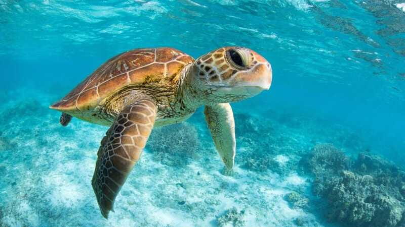 From Riviera Maya: Tulum, Cenote, & Akumal Turtle Swim Trip - Who should book this day