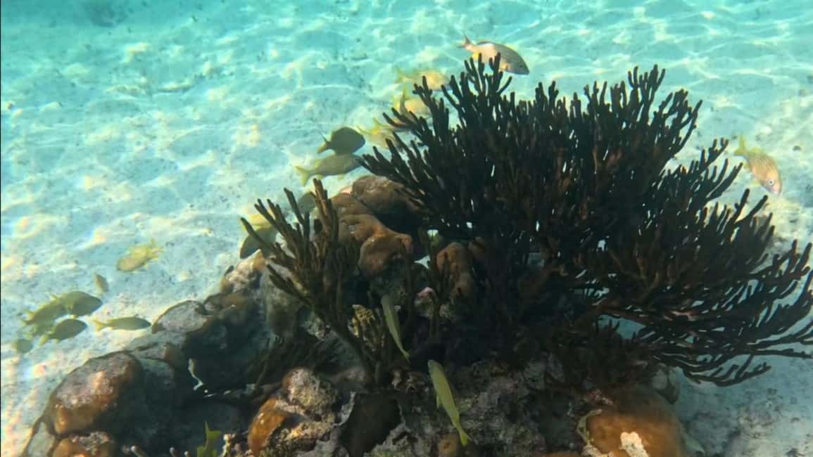 From Riviera Maya: Tulum, Cenote, & Akumal Turtle Swim Trip - Timing, weather, and possible trouble spots