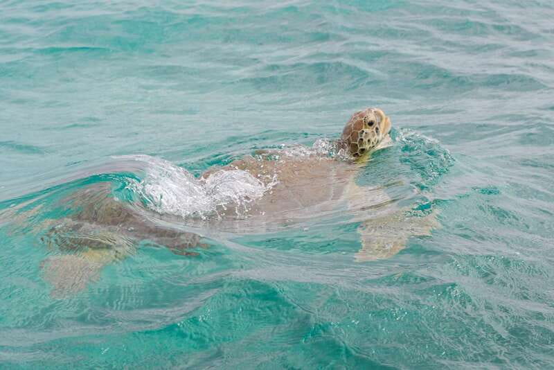 From Tulum: Sian Kaan Boat Trip Adventure with Lunch - The return route and what the long day feels like